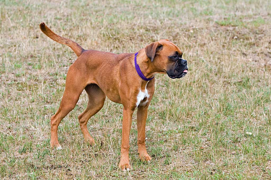 La cola ayuda al perro a mantener la estabilidad al correr y girar.jpg